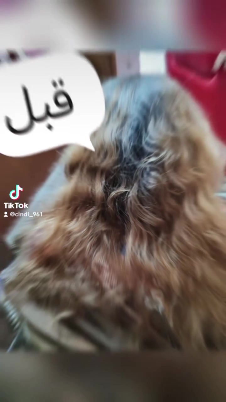 صبغ شعر لتغطية الشيب بالكامل
عنوانه الرفاعي ( عبر جسر البدعه خلف الصيدليه)
نستقبل حجوزاتكم على برامج التواصل  
انستا KW_ns96
فيس بوك الملكه الملكه 
تيكتوك cindi_961 
ورقم الصالون ***********
