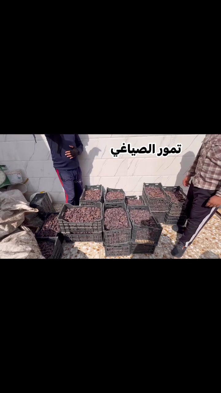 تمر بلكة • درجة اولى • السماوة