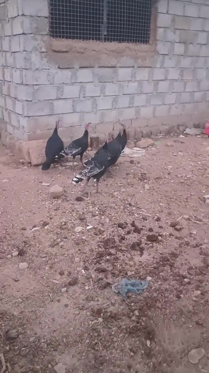 بصراويت • ٥ فراريج • ٥ كيلوات