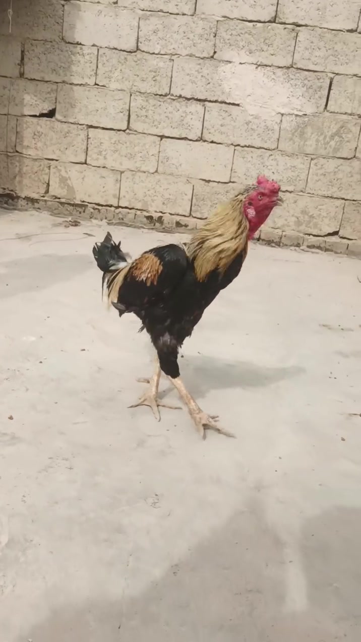 ديج • بنهروان شارع شمري • مناسب للعرك