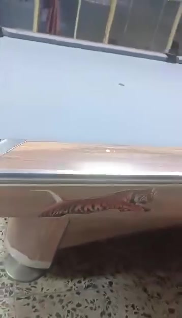 ميزين يلن • للبيع • شعب