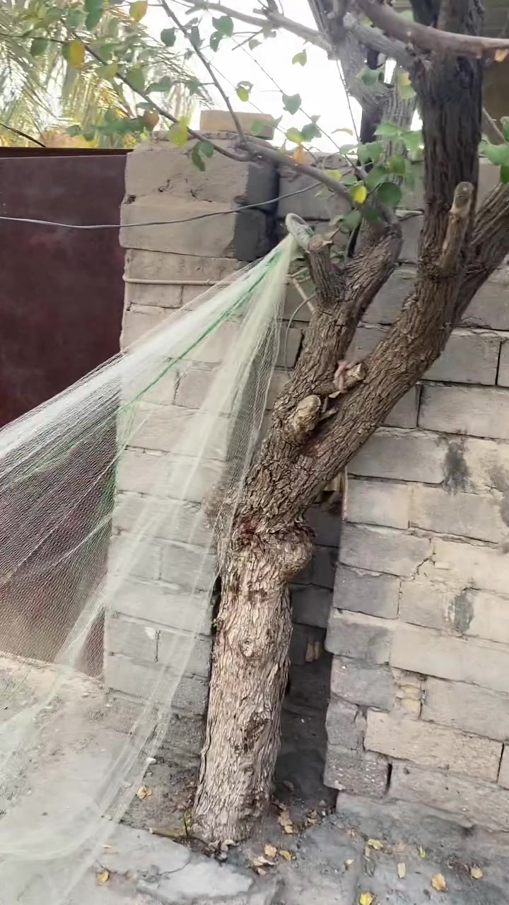 سلام عليكم سليه للبيع مشتريها ب١١٠ وشمرت بيه وجلبت وفلتن نواذيره وحبله فلت وبيه كم شك صغار وما بيه حيل اسويها وتركتها حبل مال رصاص كلشي ما بي والطوك هما سليه كله جبيره ٨ اذرع سعرها ٧٥ بيها مجال مكانيّ قضاء المدينه الفتحيه. واتساب ***********
