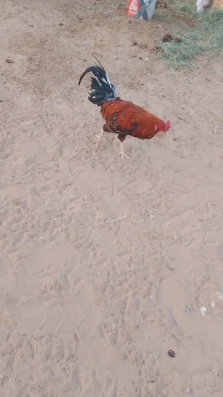 ديج مضرب بهراتي 25قفل
