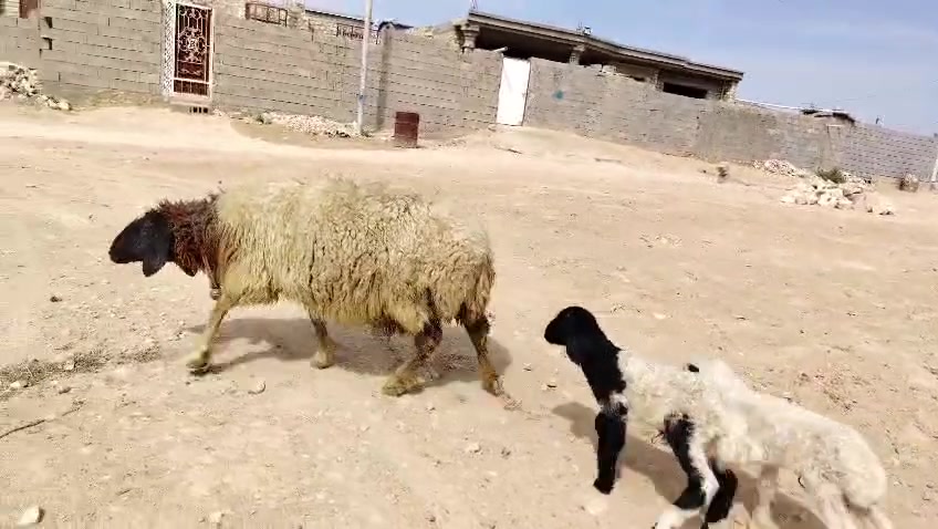 نعجه وراها توم خروف وفطيمه ام ثالث خشنه مال جنيه شرط النصاح
المكان حديثه/الشراي يتصل ويدلل
أي استفسار ع الرقم
***********
