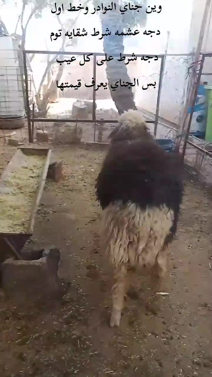 وين جناي النوادر وخط اول
ورجينا عشمه رصاصيه شرط مامبدله ولا سن ما والده ولا بطن خشانه وعداله خير من وين الجناي الحلال النظيف والزين والدرجه اولى شرط شقايه توم دجه مال بيت حلوه 
ما شاء الله عليها تبارك الرحمن من غنم طيب ودسمه 
خشانه وعداله وشقه طويله خير من الله دجه عريضه حلوه 
اخوان اللي يعرف قيمه هذا الحلال النوادر يتصل ويتدلل 
السعر 500 هيه توصيله الباب بيتك وبيها مجال للشراي 
يوجد توصيل حسب الاتفاق داخل محافظه الانبار فقط 
عنوان الانبار ناحيه كبيسه 
*********** واتساب فقط   
***********اتصال فقط

اخوان قيمه هذا الحلال يتصل وحياه الله حلال نوادر
