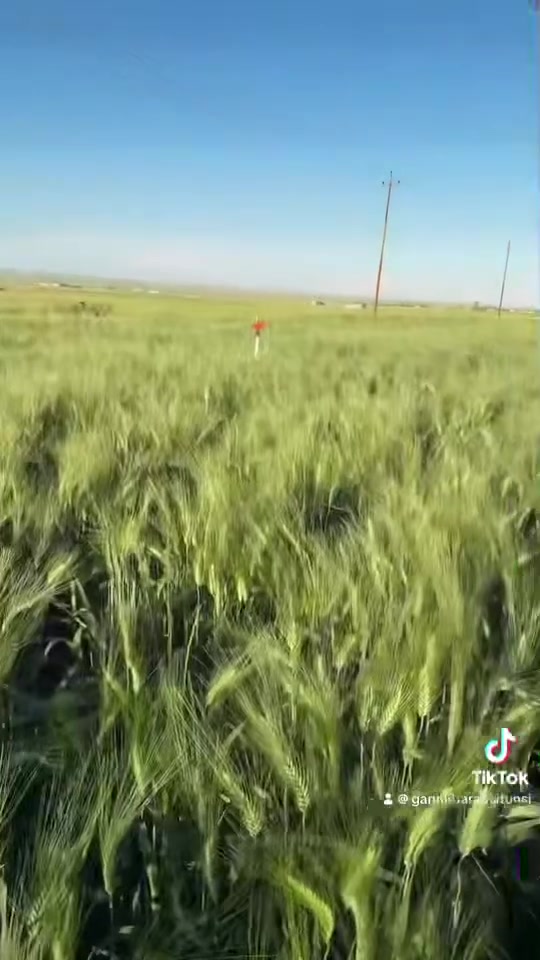 حنطة البركة • بذار ٧–١٠كغم • أربيل