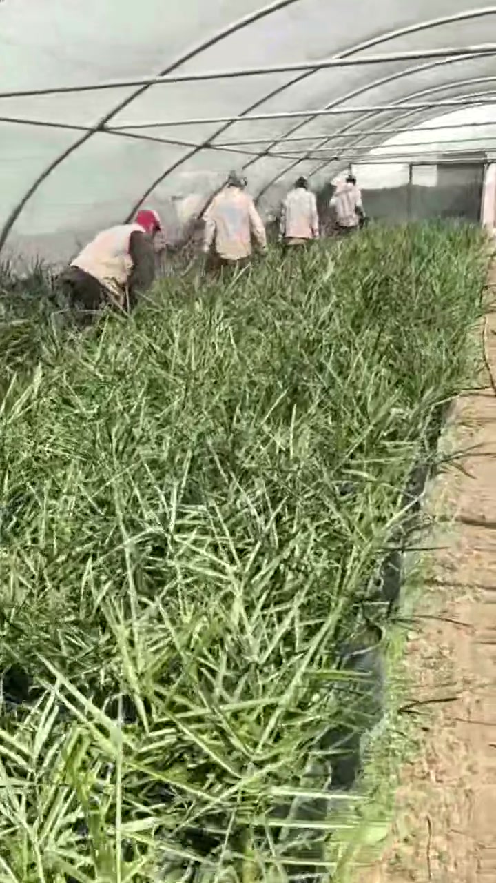 اليوم تم تجهّيز طلبات زبائننا والفسائل صارت جاهزة 🌴🤍

ترتيب ،و عناية  وتجهيز على أصوله… حتى توصلك الفسيلة مثل ما تحبها تكون.

إذا ناوي تزرع وتبدأ مشروعك، لا تأجلها 🌱
راسلنا واحجز فسائلك من هسه، وخلي البداية من شركة إبداع الناصر.

شركة إبداع الناصر للنخيل النسيجي
📩 
للأستفسار ***********
