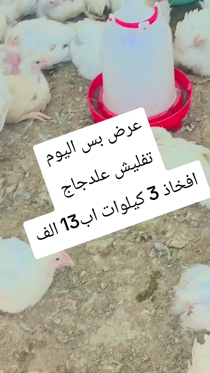 المحمودية • بدون وصف