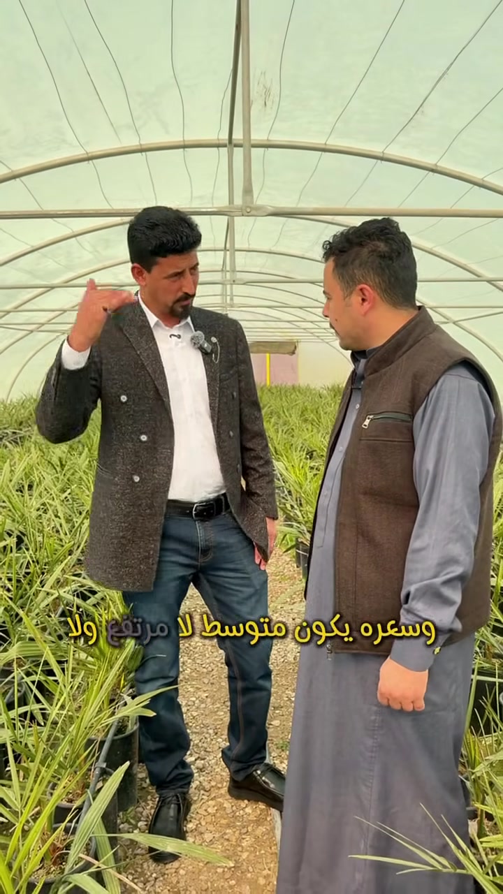 افضل انواع النخل جوده وضمان جميع الأصناف 
كميات وجمله ***********
#نخل #نخلة #نخله #نخل_تقی #نخل_شامادورا #نخلة_جميرا #نخل_اریکا #نخلستان🌴 #نخلة_دبي #بستان #بستاني #زراعة #زراع #زراعي #زراعه #زراعية #ارض #برحية #اشجار #أشجار #تمر
