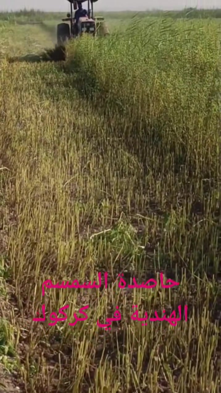⚡⚡ماشاءالله يلاحظ الحصاد للسمسم 
 لحاصدة السمسم الهندية للاخ وطبان الشمري في الحويجة
       تم تجهيزها من قبلنا ذات المواصفات العالية وتختلف عن الي بالسوق المحلية 
 نسأل الله التوفيق لجميع الفلاحين بإستخدام كل ما هو جديد ومفيد للفلاح
      أخوكم مهندس محمد العزاوي أبودعاء        صاحب معرض خيرات الارض للمعدات الزراعية في محافظة ديالى قضاء بعقوبة@
