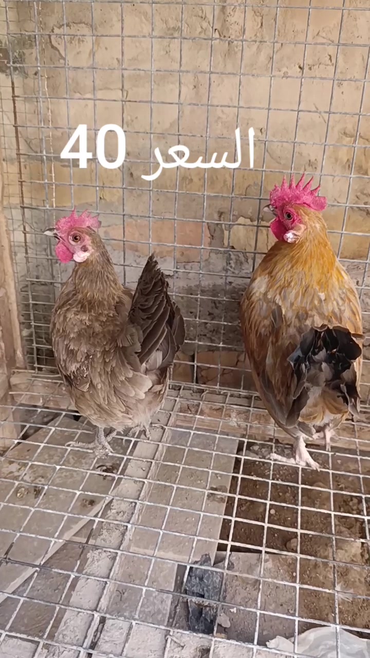 صلاح الدين • الدور • سباني عادي