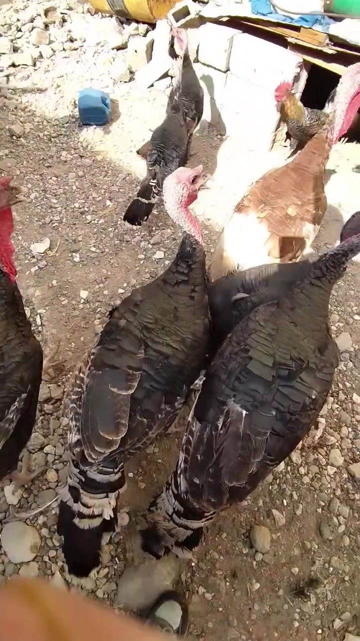 ٤ فحل • نتيّة • ٤.٢٥ كرام