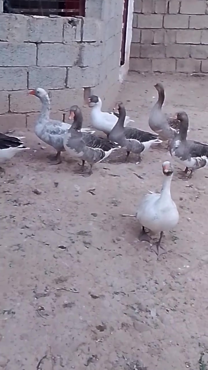 شلع زوج • ٦٠ بي • ينكجه