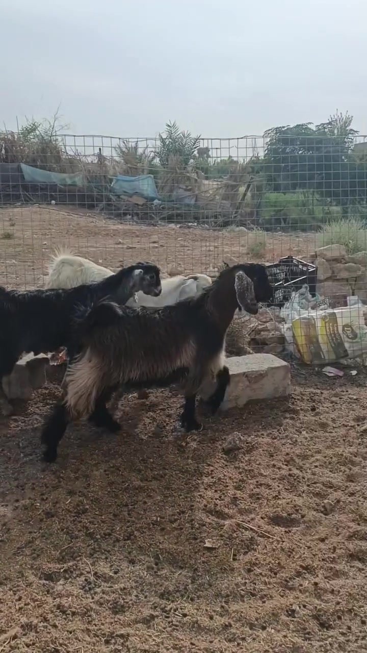سمان • ٣ • ناحية الريحانة