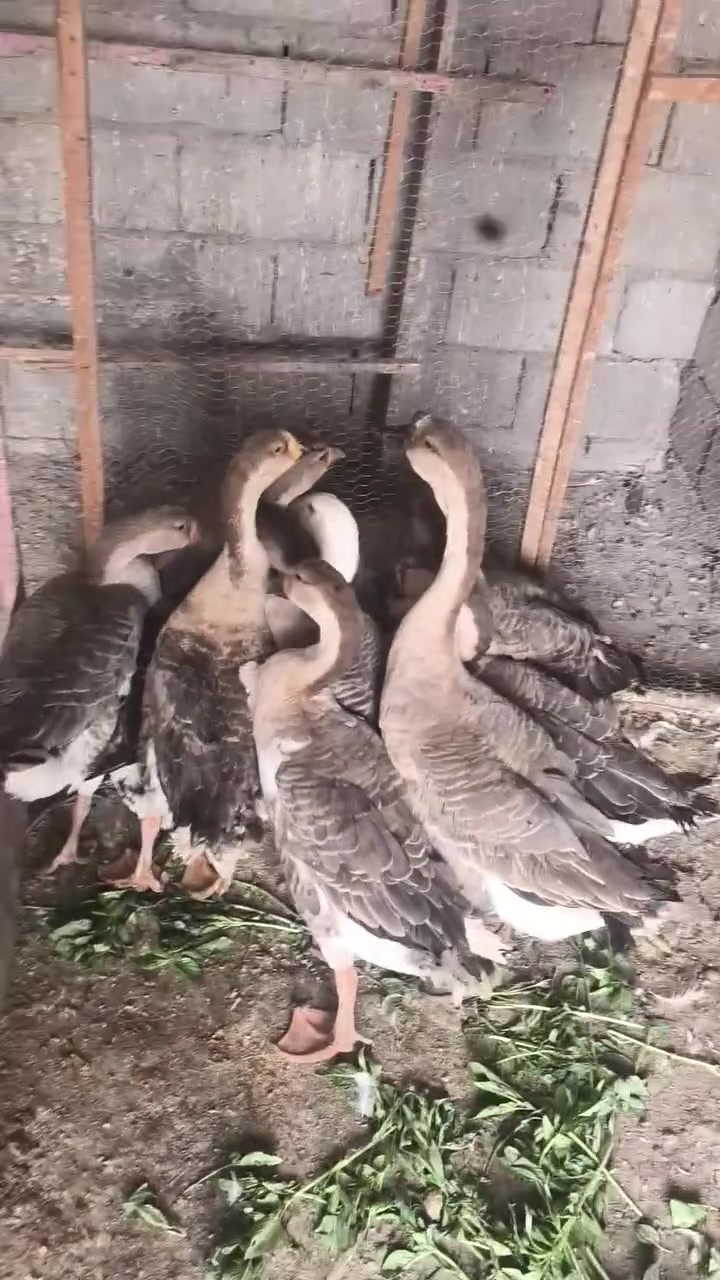 رقم هاتف • بلا تفاصيل