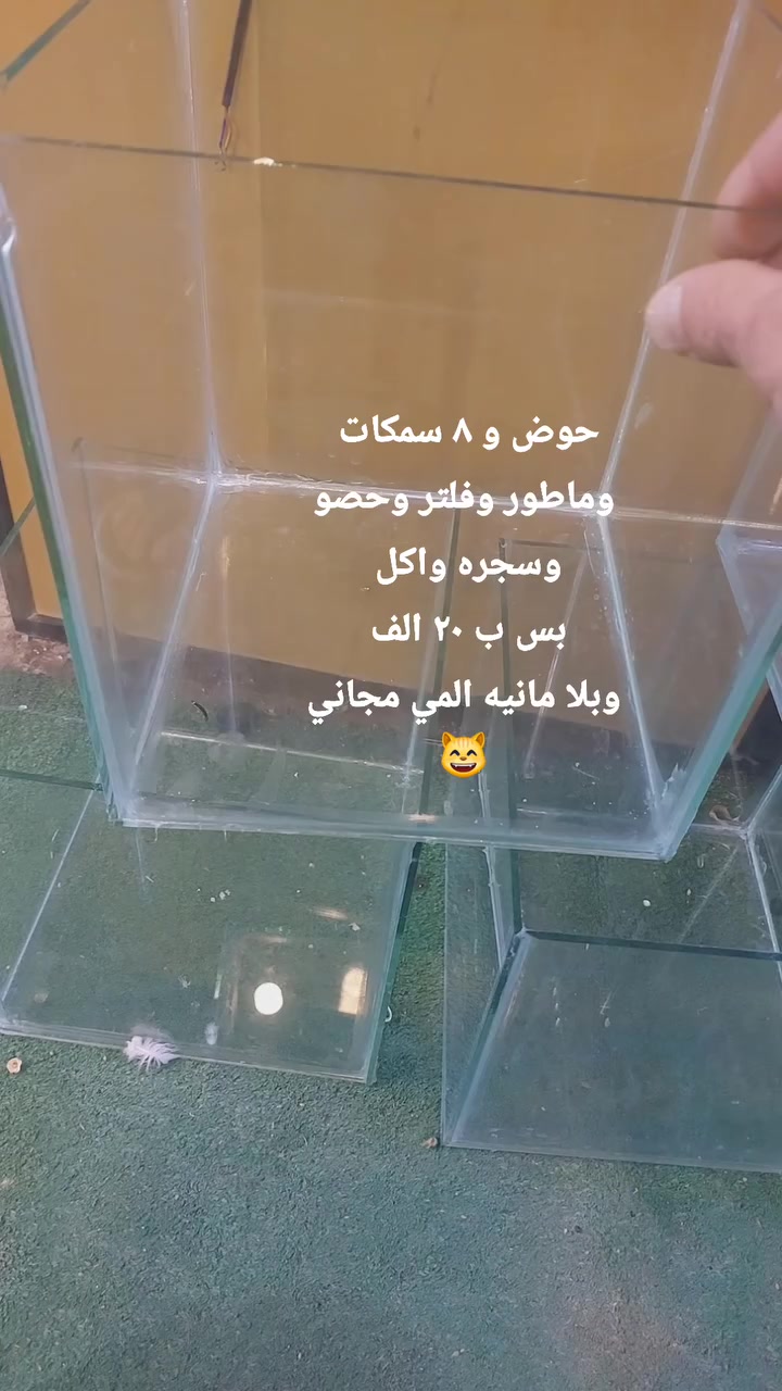 بلااااااااش 
حجز واتساب ***********
موصل حي الميثاق 
توصيل كل المحافضات متوفر
عروضات الاسماك بلاااش 
والي يشارك المنشور
 يصيرون ١٠ سمكات بلحوض
