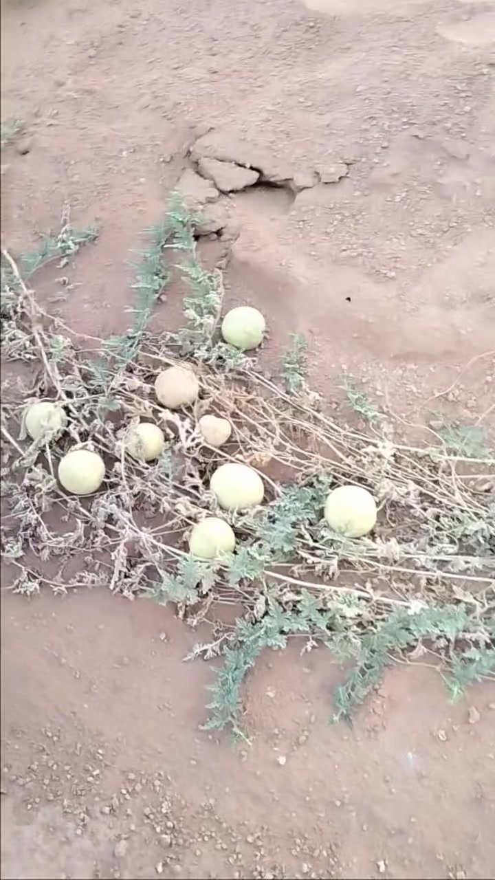 حنظل • للثواب