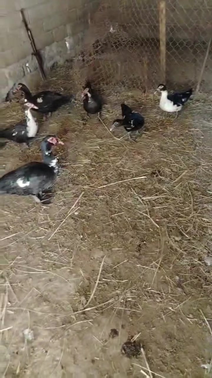 بشوش • للبيع • مكلف بالنشر