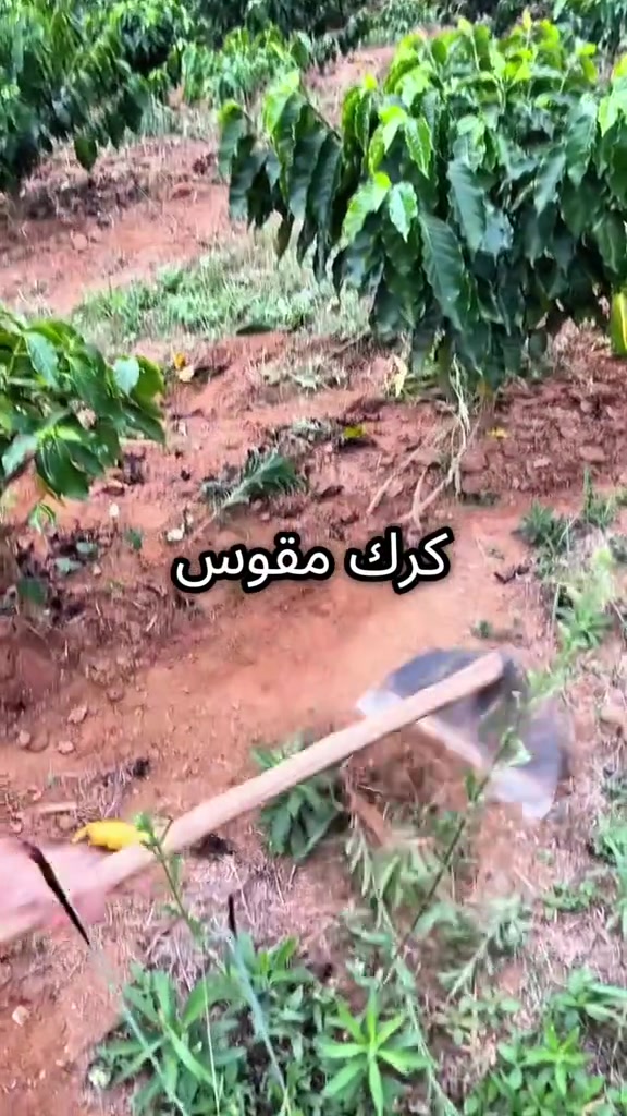 كرك مقوس يوجد توصيل كافة محافظات العراق 📦🚛 للحجز والاستفسار راسل الصفحة 📞*********** 📞***********
