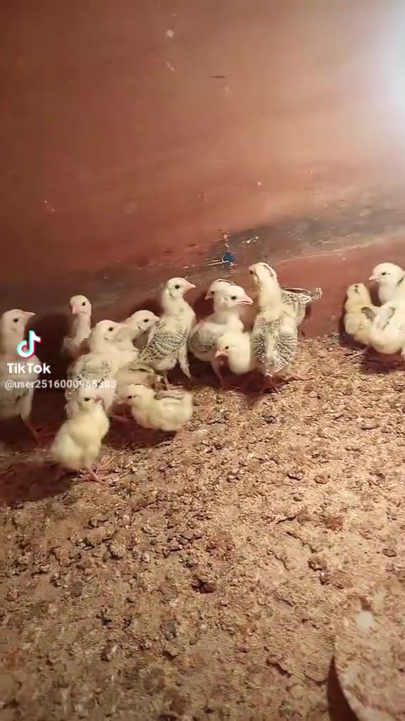 دندراوي • ملقح • كركوك