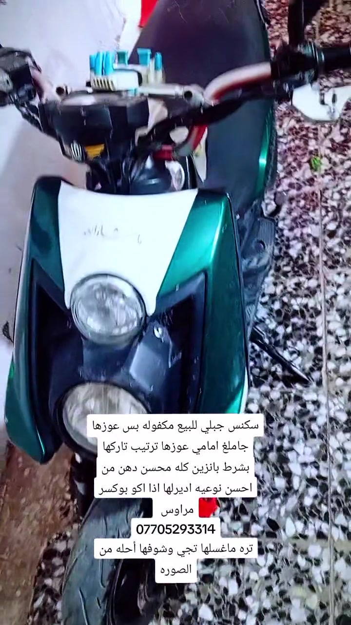 سكنس جبلي • مراوس • بوكسر