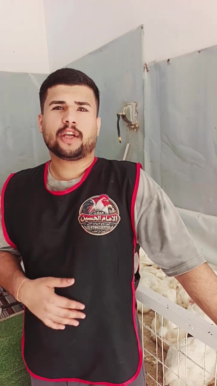 دجاجه • دور النسيج • ١٠/١٢
