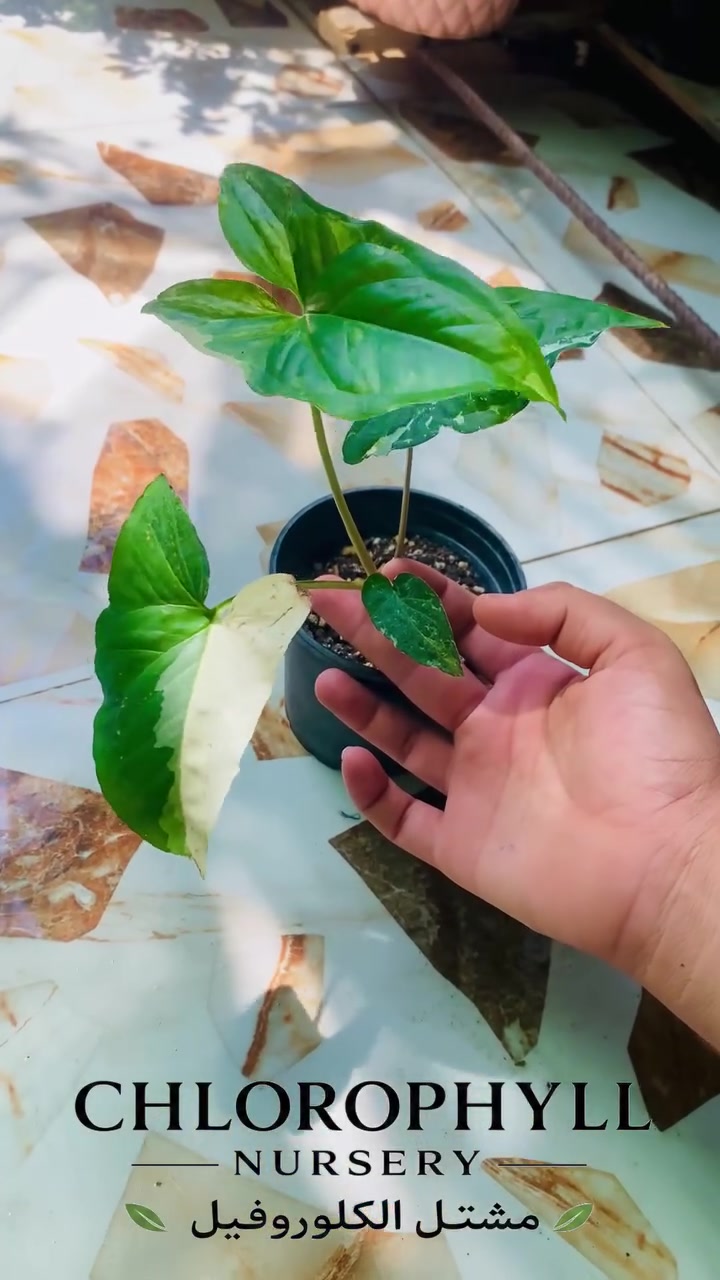 يتوفر نبات 🌱 رجل البط الابيض  سعر القطعه 4000
📦 سارع بالحجز قبل نفاذ الكمية
🚚التوصيل داخل الموصل فقط ( الأيسر والأيمن) 
📬للحجز والاستفسار *********** 📞 واتساب
 مشتل الكلوروفيل🍀
 #الزراعة  #الزراعه #نباتات #نباتات_منزلية  #نباتات_زينة  #نباتات_زينه #الموصل
