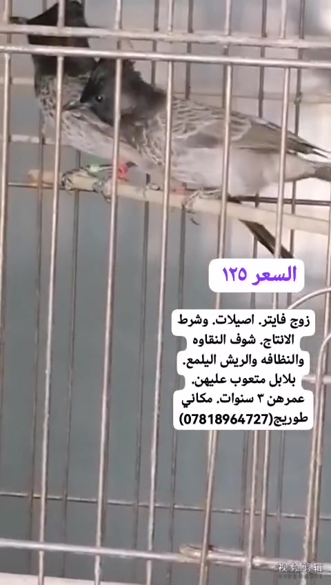 محميات • نقاوه • تبزير