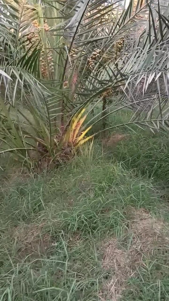 برحي حر بيناتنه الله مو نسيجي مكاني كربلاء وعندي توصيل لكل محافظات ***********/***********
