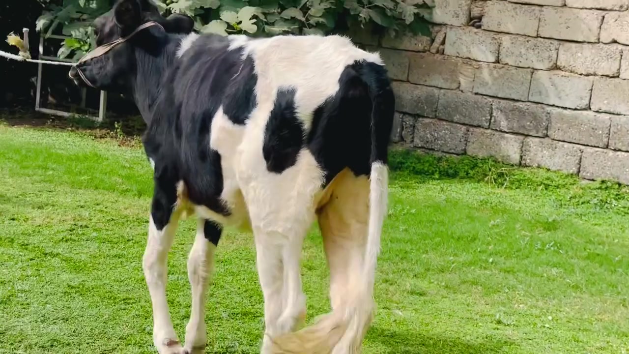 السلام عليكم 
بجر جنس درجه اولى 
بجر مال جنيه مال ربط 
شرط اجل وشرب ونصاحه 
بجر حلوه صور وصوت 
م. صلاح الدين. الشرقاط. الخضرانيه 
يوجد توصيل:::***********

***********:::
