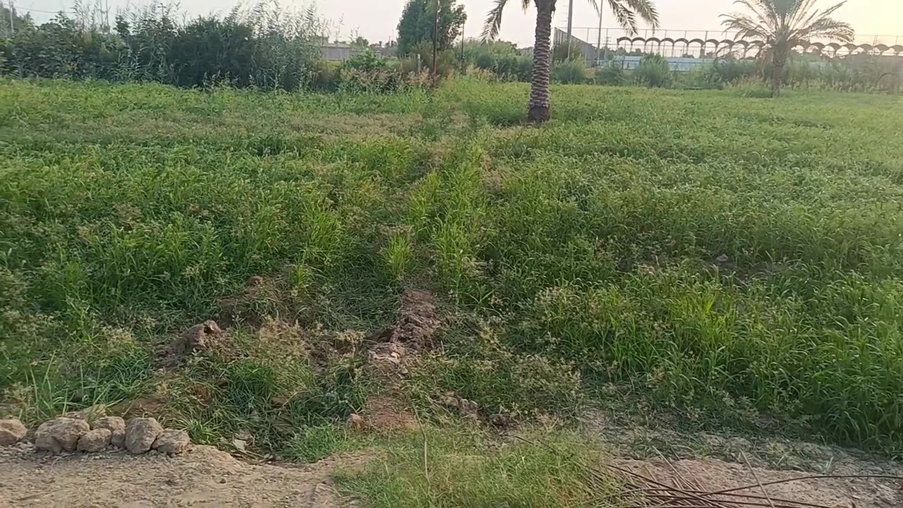 حشيش • ضمان • مراسلة الصفحة