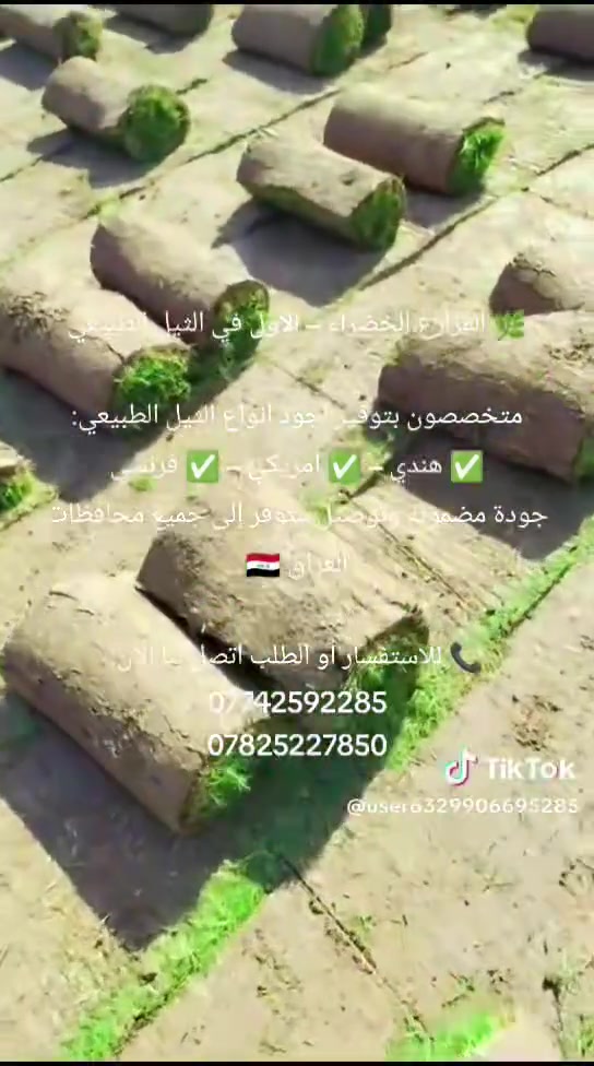 🌿 المزارع الخضراء – الأول في الثيل الطبيعي

متخصصون بتوفير أجود أنواع الثيل الطبيعي:
✅ هندي – ✅ أمريكي – ✅ فرنسي
جودة مضمونة وتوصيل متوفر إلى جميع محافظات العراق 🇮🇶

📞 للاستفسار أو الطلب اتصل بنا الآن:
***********
***********
