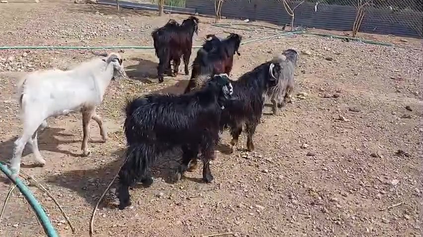 جدايا • خشانة • للدبح