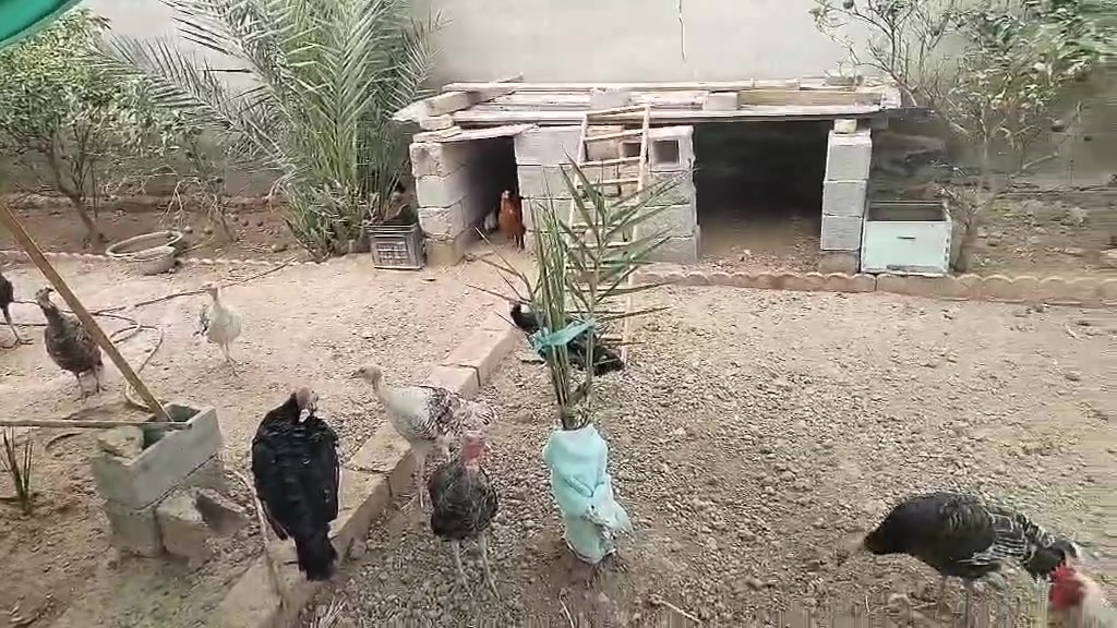 فسيفسات • ٧قطع • ٦أشهر