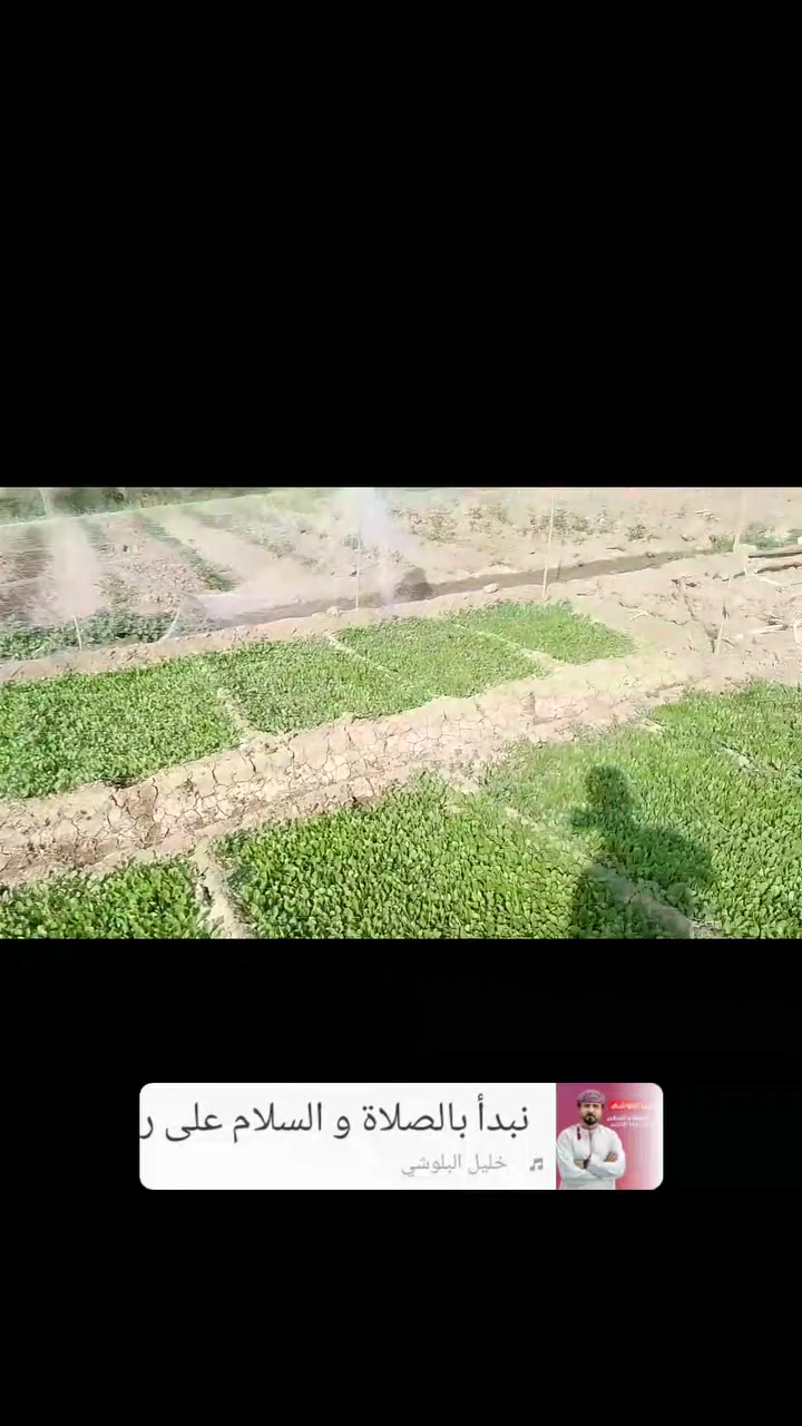 خس اسكرو • درجة أولى • تاجي قرب مدرسه العباس