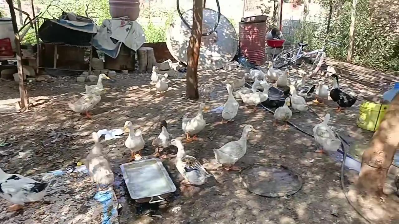 بط عادي للبيع بس الابيض ابيع ***********
