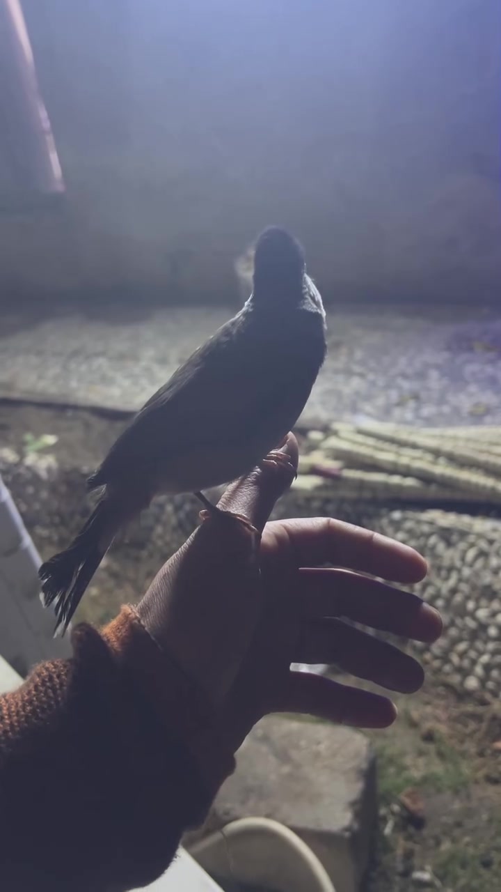 فول اكشن • تك ٧٥ • بوبيات