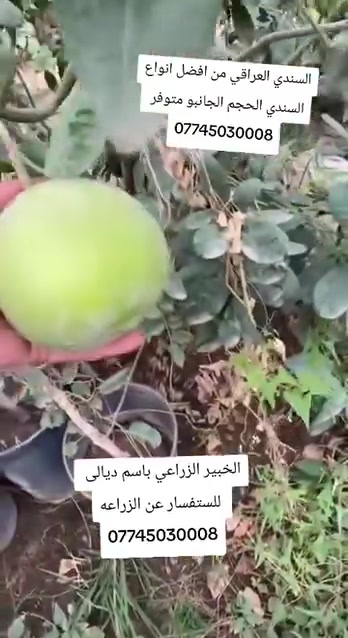 شتلات • مشتل خان بني سعد • سندي العراقي