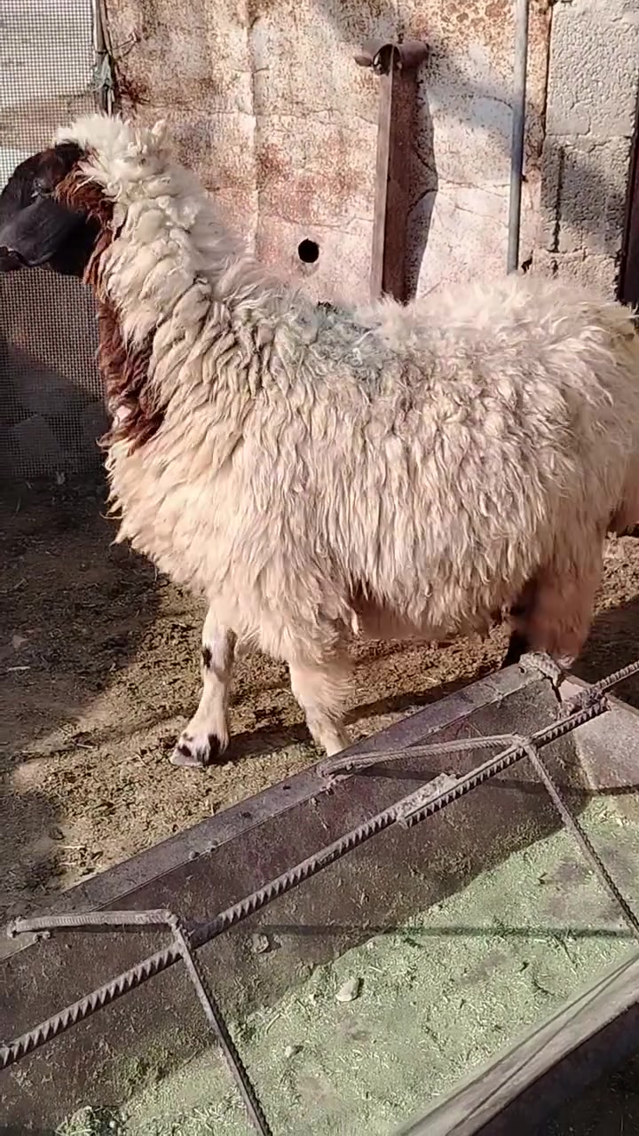 نوادر • ثنيه جنيّه • الرفاعي