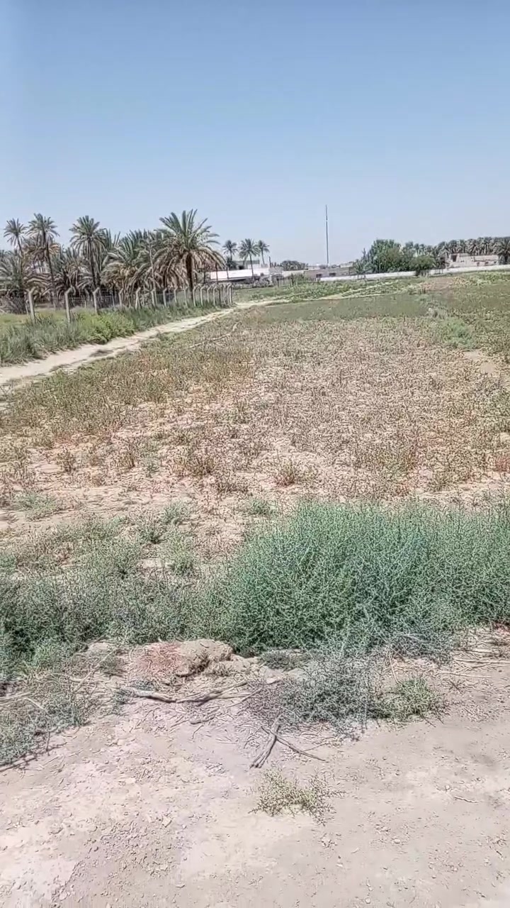 السلام عليكم ارض زراعية للبيع مساحه 5 دونم سند 25 كربلاء طوريج منطقه الرغيله التفاصيل بالفديو للاستفسار الاتصال على الرقم ***********
