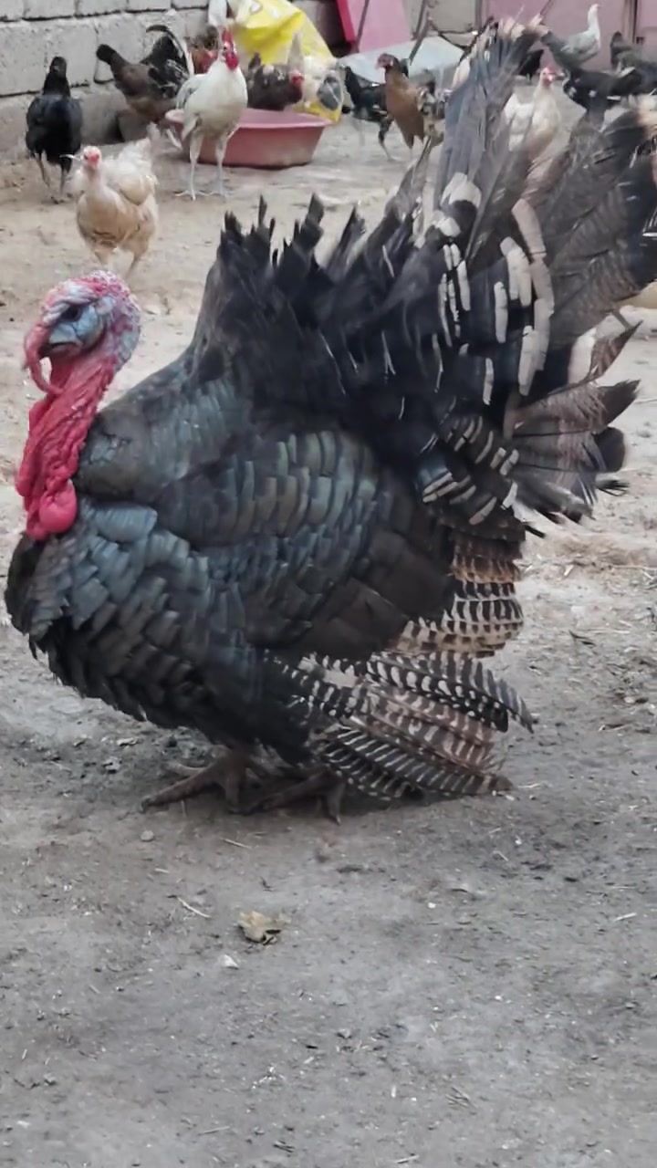 للبيع • رقم موبايل