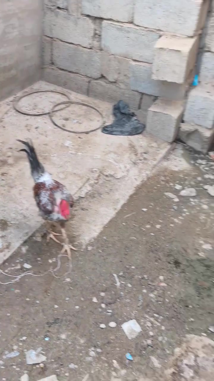 ديج عرب للبيع
سعر 20 قفل 
مكاني بعقوبة قرب تقاطع المرور 
(ما بي اي مرض عندي اكثر من واحد واريد ابيعة)
موبايل ***********
