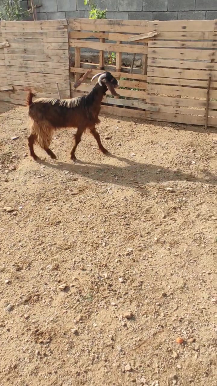 صخله خشنه • سمينه • حديثه بني داهر