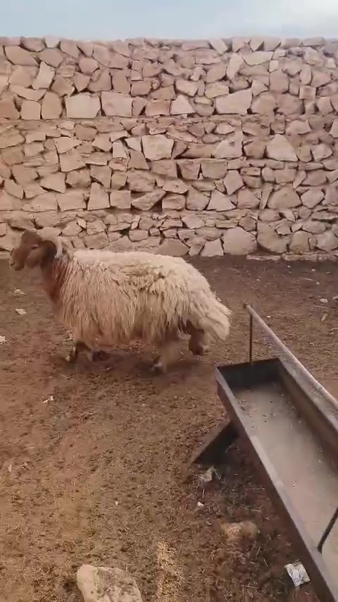 طلي خشنه • فحل • بروانه سنجك