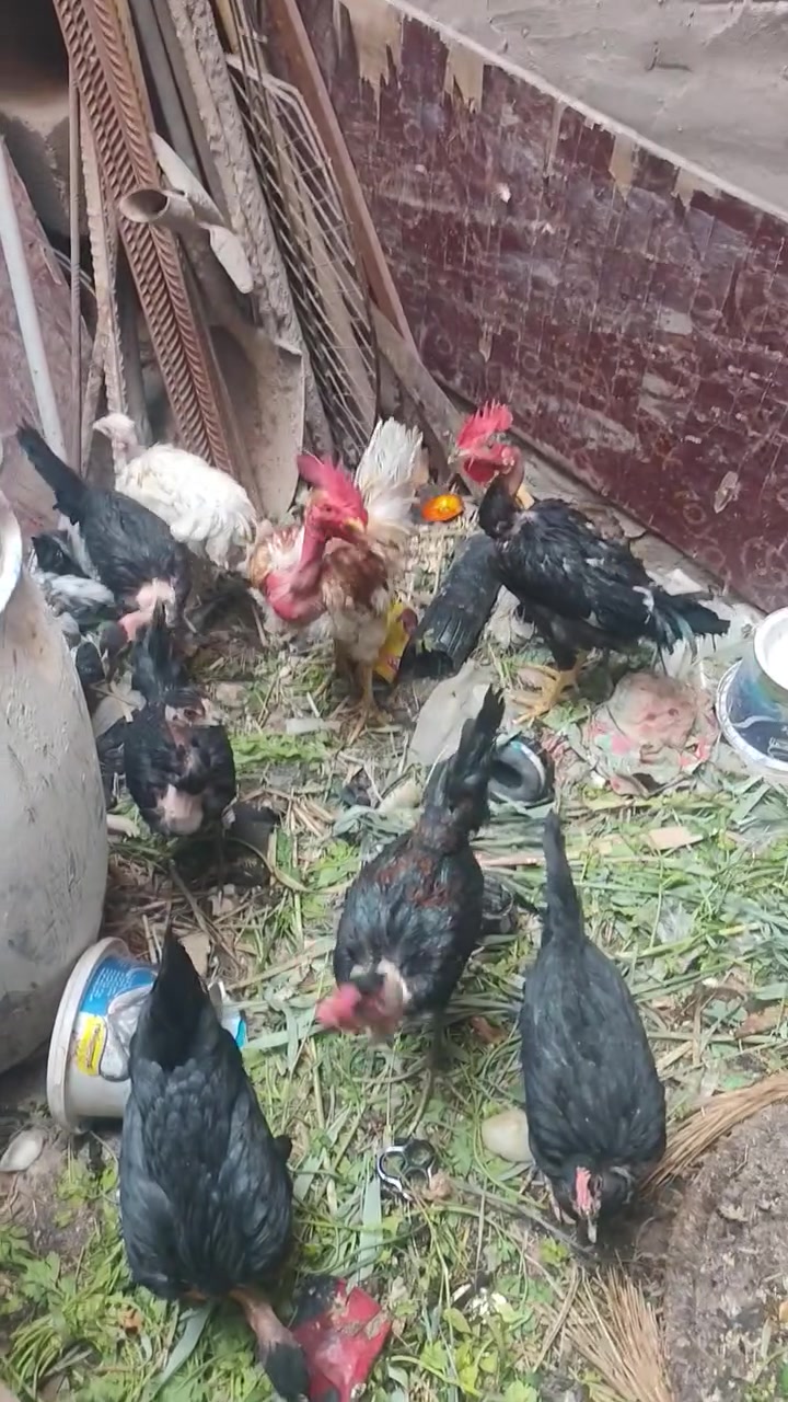 السلام عليكم دجاج ابو ركبه بي توه بيض تبشيري وبي بعده العدد اعتقد 11طير ديجين والباقي دجاجات للبيع مكاني كوفه براكيه شارع المعمل راس شارع المطار القديم سعر الزوج ب25والبيع شلع دجاجات ماخذات كافت اللقاحات مال بيت ربي يشهد ***********
