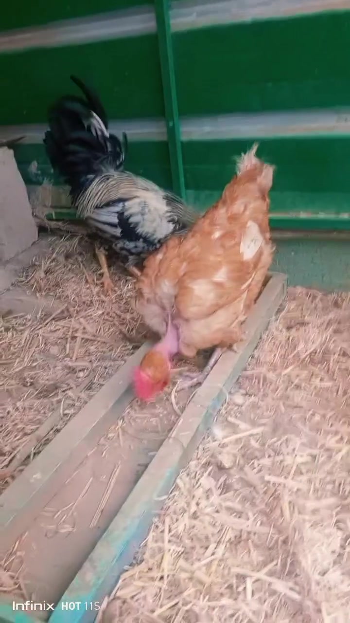 سبع البور الضباط • ديج • دجاجة