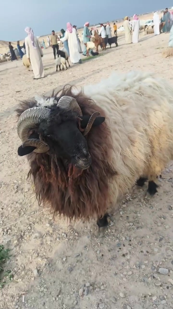 جبش • للبيع