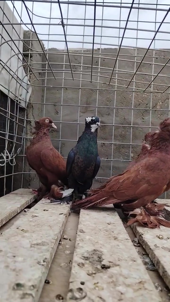 نجف • مكاني متاح