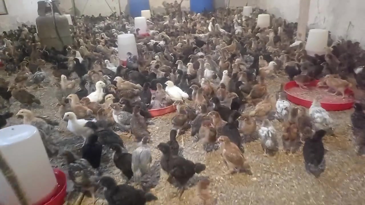 بغداد الشعلة • ٢١ يوم • لا توصيل