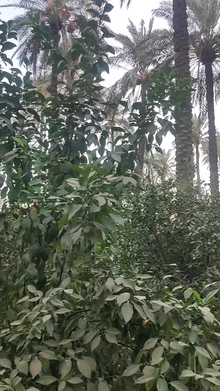 بستان للبيع
المساحه 2 دونم
طابو زراعي سند 25 سند مستقل 
البيع دونم او دونمين 
بعقوبة بهرز مقابيل الناحية 
للاستفسار 
 ‏‪***********‬‏
  ***********
